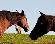 Fondation pour le Cheval