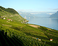 Auf den Terrassen des Lavaux Auf den Terrassen des Lavaux