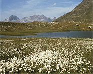 Wo der Vorderrhein entspringt