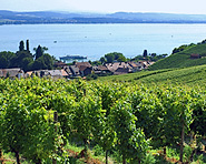 Mont Vully - Wein und Gastronomie Mont Vully - Wein und Gastronomie