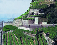 Vinorama Lavaux Vinorama Lavaux