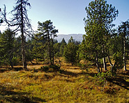 Moorlandschaft Salwiden