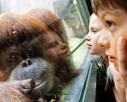 Basler Zoo