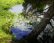 Le Lac des Joncs, Les Paccots Le Lac des Joncs, Les Paccots