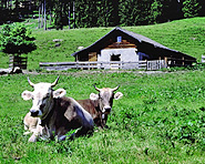 Heidis Heimat Heidis Heimat