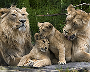 Zoo Zürich Zoo Zürich