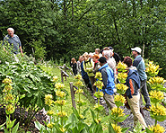 Botanischer Garten Gentiana