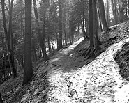 Fischingen–Hörnli