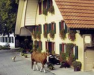 Ferien auf dem Bauernhof Stucki Ferien auf dem Bauernhof Stucki